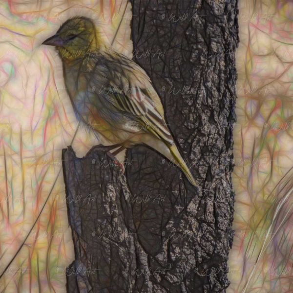 BRD00048 Southern Masked Weaver