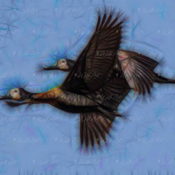 BRD00049 White-faced Whistling Ducks 2